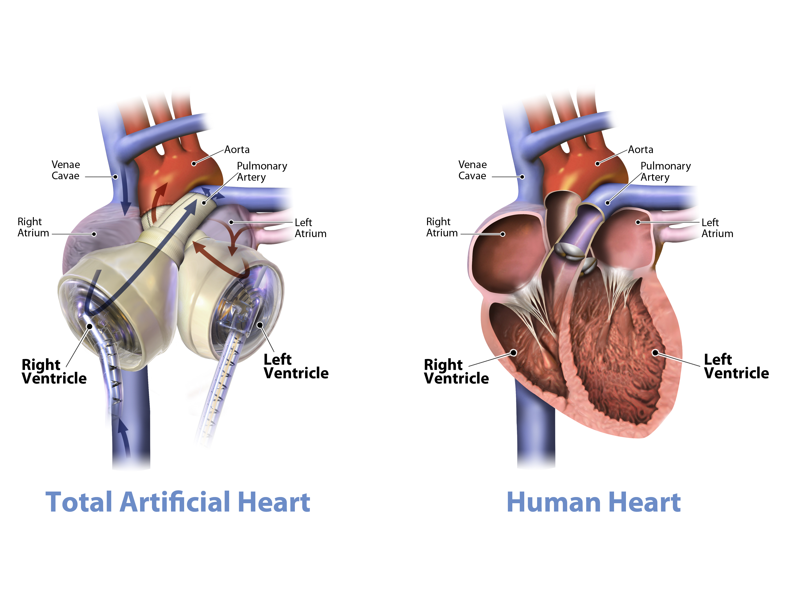 What is the human heart made of?